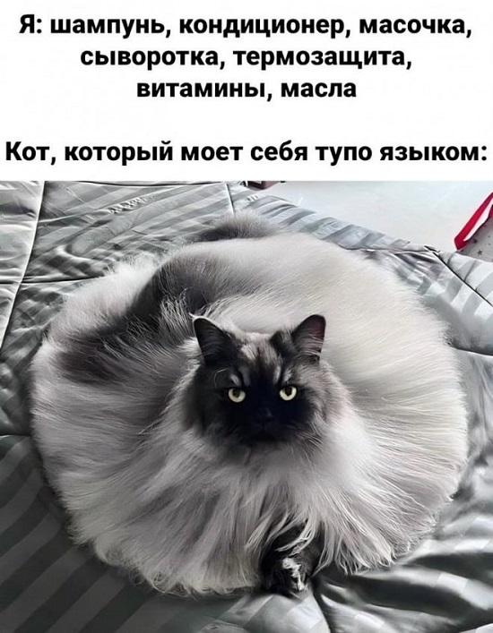 Картинки с шутками 