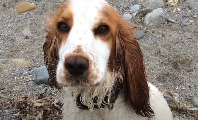 Собака забеспокоилась на пляже и потянула рыбака за собой. На берегу лежал дельфин, которому требовалась помощь