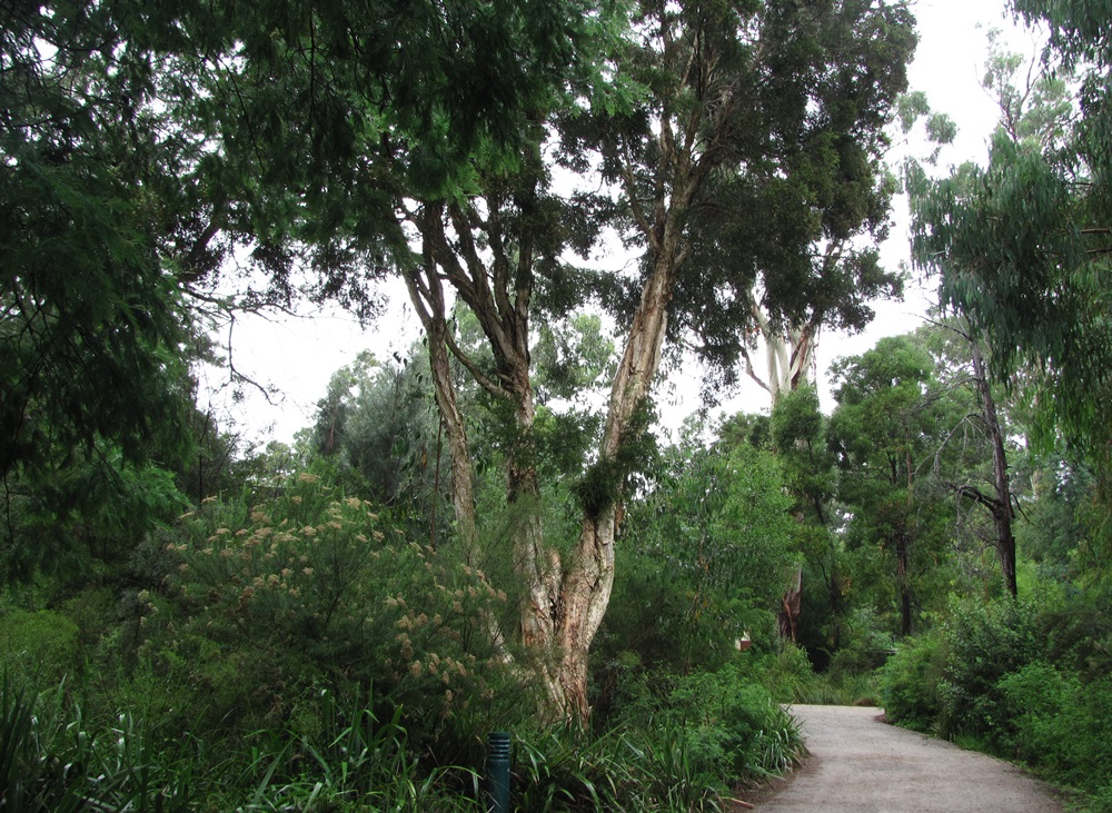 Мельбурн дождливым днём Мельбурна, Австралии, кенгуру, которая, позади, этому, часть, дождь, следуем, центр, несколько, Мельбурн, размеру, когда, первые, возвращаться, европейские, Пеликаны…, поселенцы, крупное