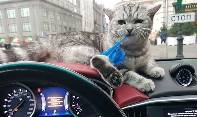 В салоне взорвавшегося в ДТП Maserati в центре Москвы могла находиться кошка