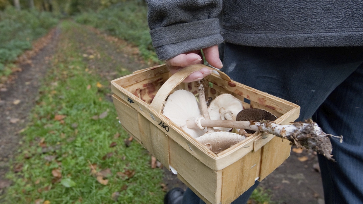 Заблудившийся грибник вышел из леса спустя сутки