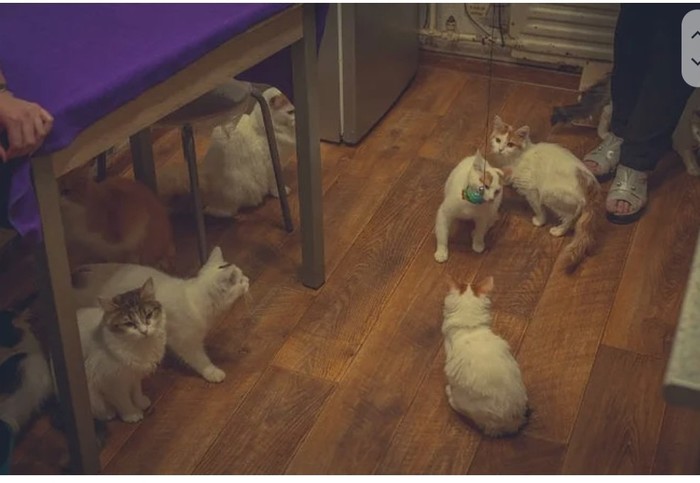 Ярославская семья приютила 20 кошек, оставленных кем-то в мешке на улице Кот, Добро, Помощь животным, Длиннотекст, Длиннопост