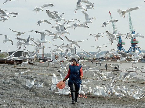 Рыбалка в Анадыре: лосось уходит на корм чайкам икра, красная рыба, рыбаки, рыбалка на Севере