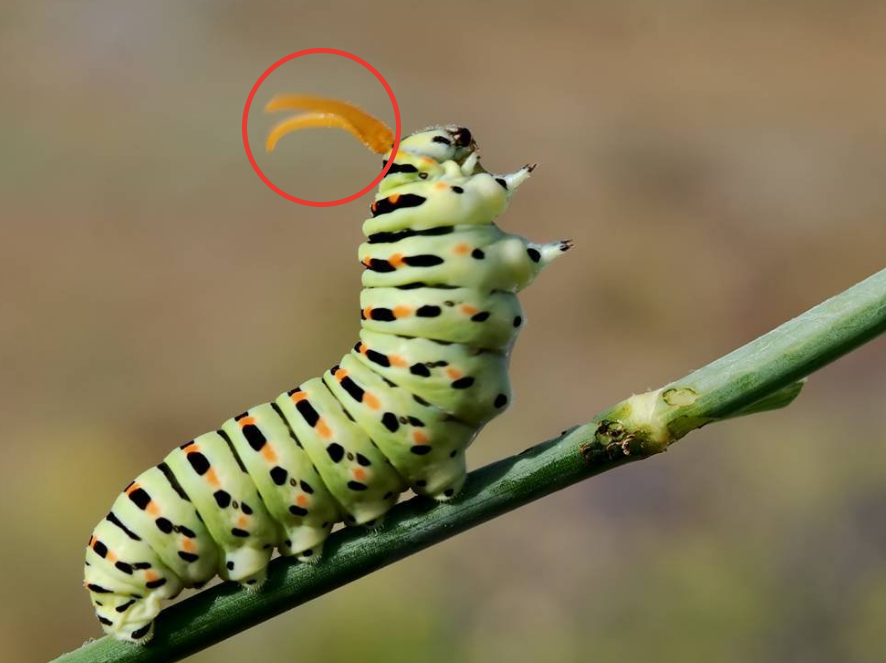 Это гусеницы бабочки махаона. Но у неё тоже есть осметрий. Показываем, чтобы вы представляли, как он выглядит. 