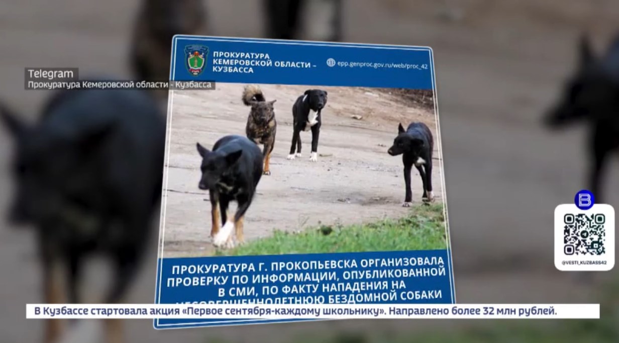 Факт нападения. Нападение бездомных собак. В Прокопьевске напала собака. Нападение бездомных собак на людей. Нападение бездомных собак репортаж.