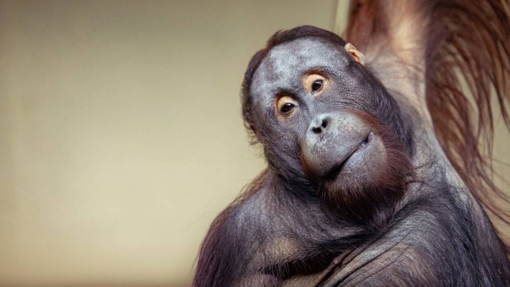Новосибирский зоопарк снял ролик об орангутангах Бату и Мишель после отмены выборов Общество