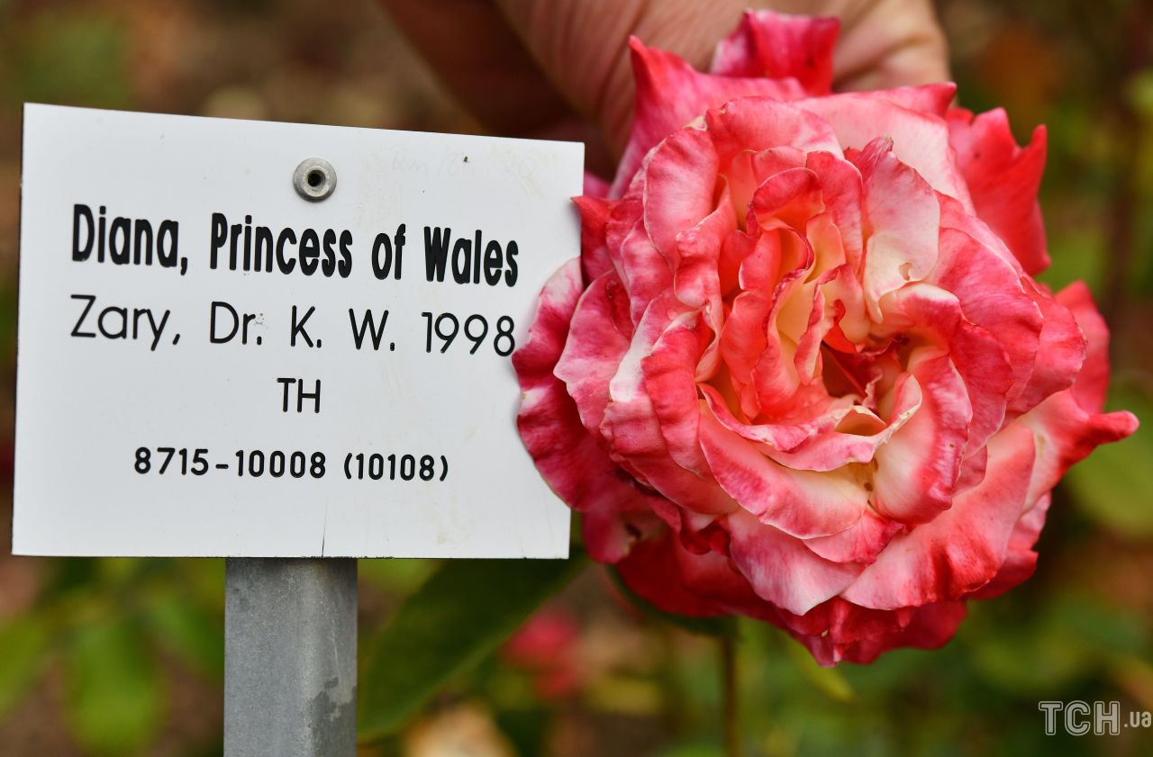 Сорта роз, названые в честь знаменитых личностей дача,знаменитости,сад и огород,садоводство,цветоводство