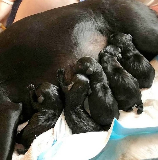 Щенки кушают