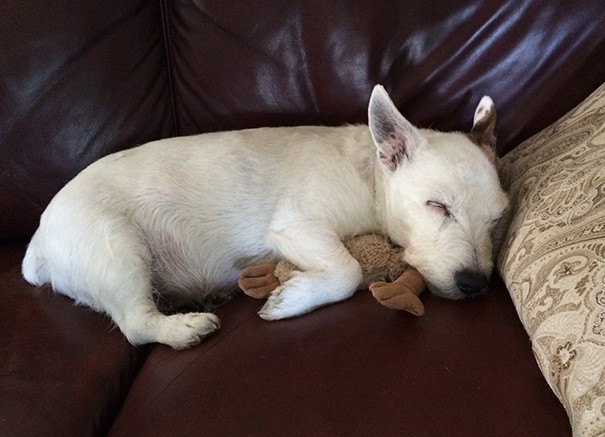 Max Will Be 15 Years Old In October And He Still Sleeps With Stuffed Animals