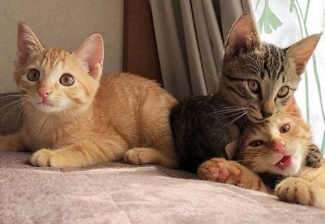 Котята в доме