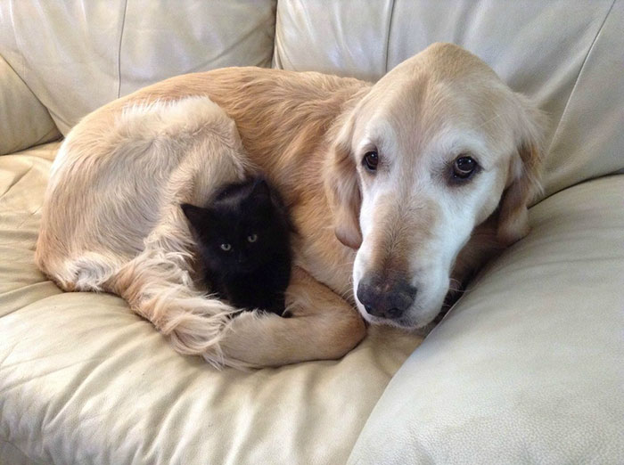 кошка умерла от рака и собаке нашли другого друга