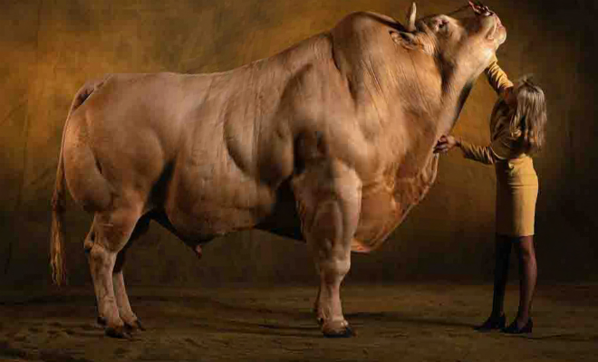 Бельгийская голубая: единственная в мире корова, у которой мускулы растут каждый день