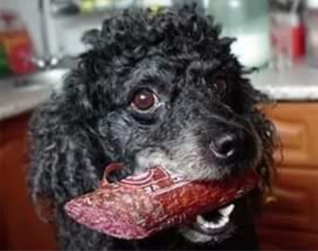 Собака съела сосиску