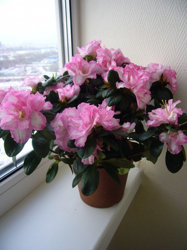 Рододендрон - Азалия (Rhododendron)
