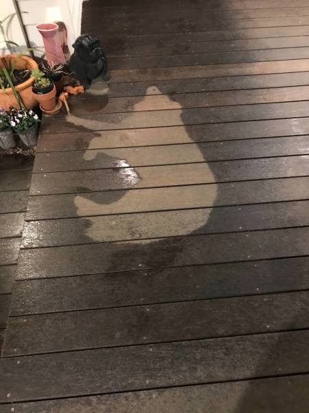 Прикольные картинки и комментарии Прикольные картинки и комментарии