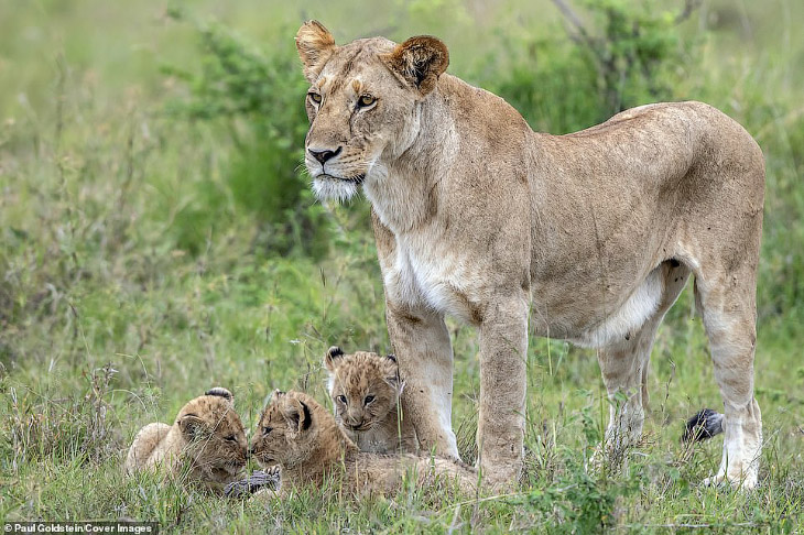 Укуси льва за хвост. Позитивные фотографии из заповедника в Кении животные