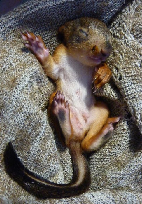 Животные, белка, позитив