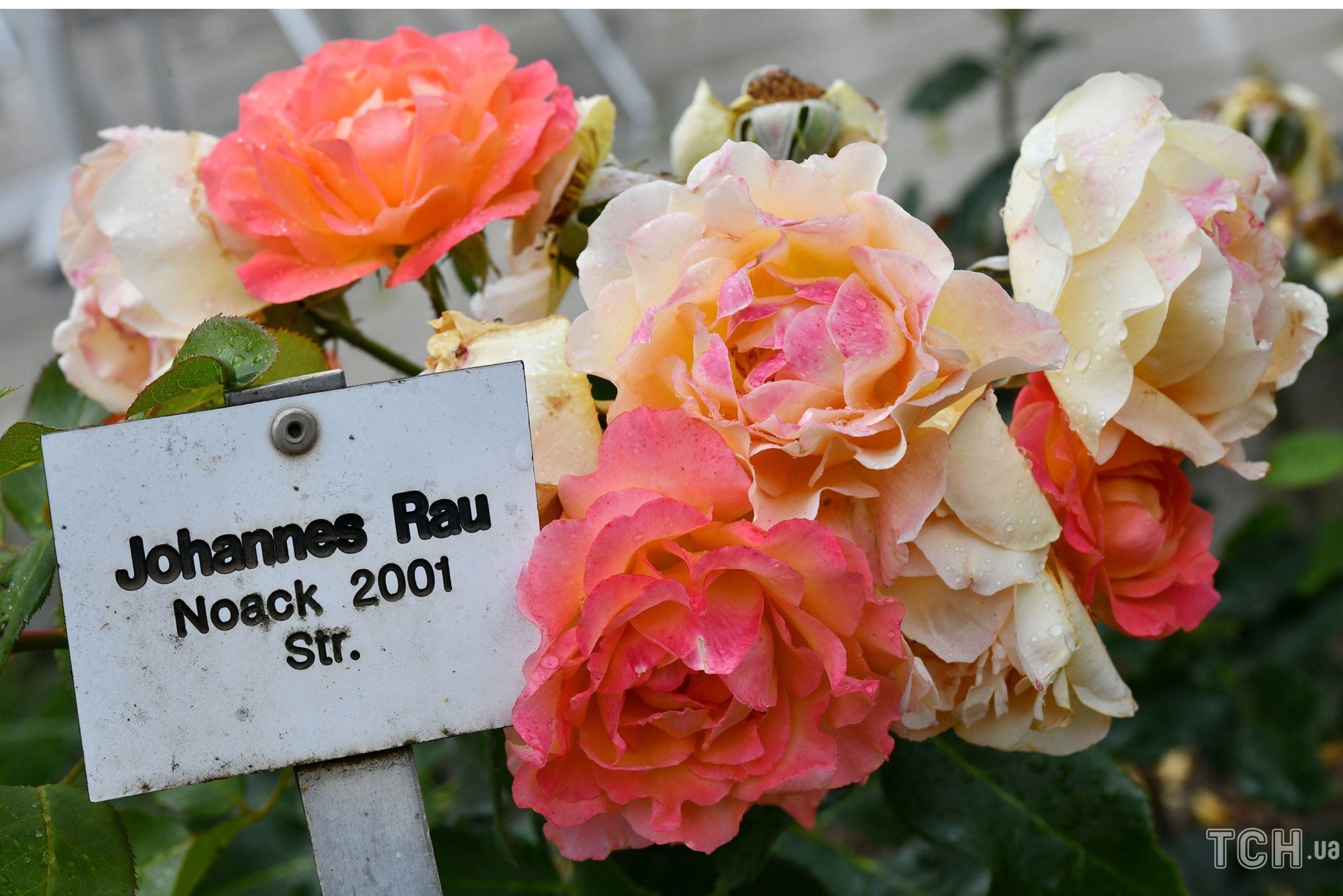 Сорта роз, названые в честь знаменитых личностей дача,знаменитости,сад и огород,садоводство,цветоводство