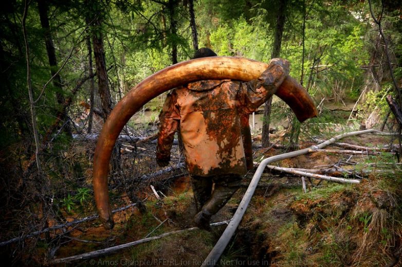 История о сибирских охотникоах на мамонтовые бивни. Как они богатеют, спиваются и умирают.
