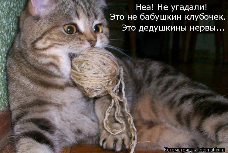 Котоматрица: Неа! Не угадали! Это не бабушкин клубочек. Это дедушкины нервы...