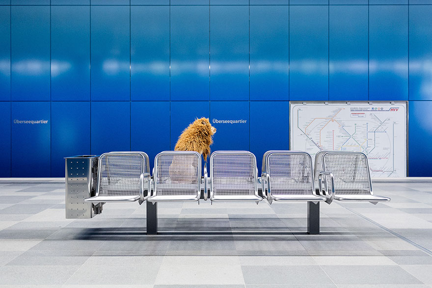 бездомная собака превратилась в льва 