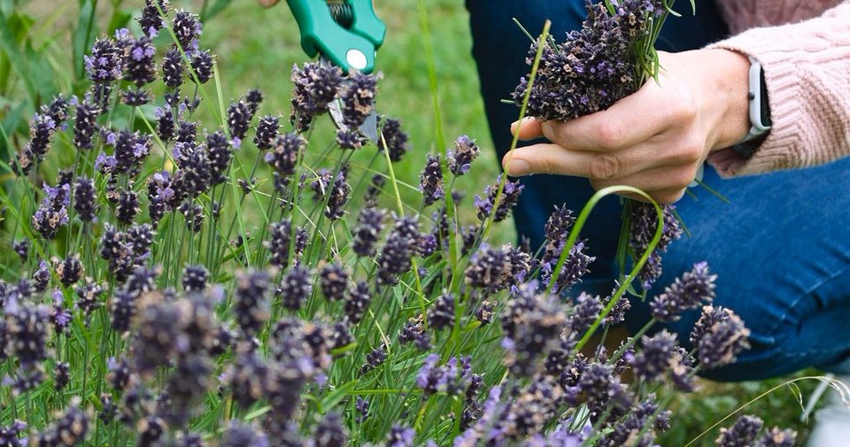 8 классных решений для сада, от которых часто отказываются  