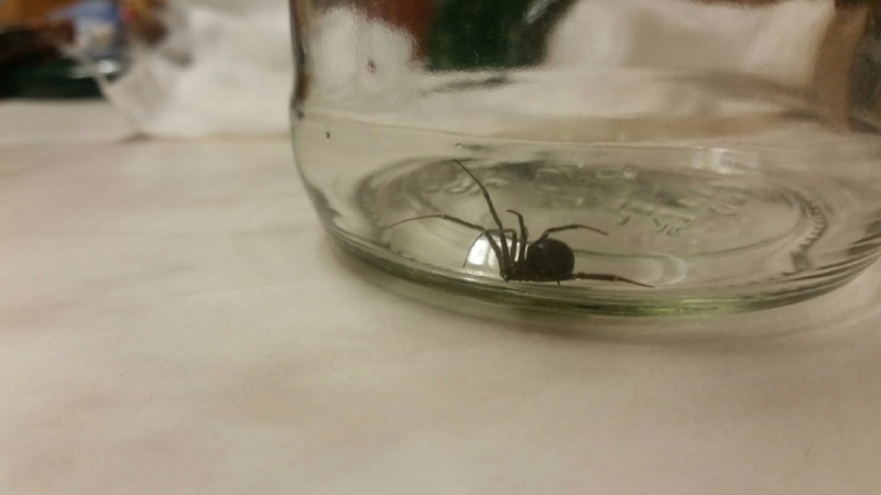 Похожие на черных каракуртов пауки размножаются в домах Калининградцев