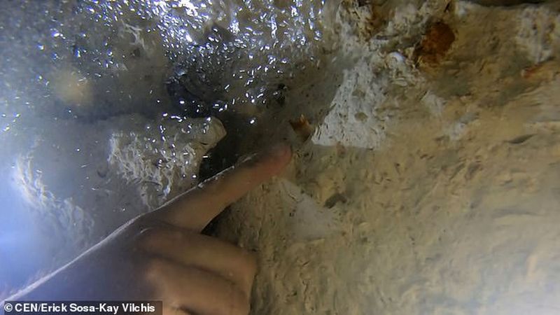 В Мексиканском заливе обнаружили зубы крупнейшей доисторической акулы, жившей 2,5 миллиона лет назад