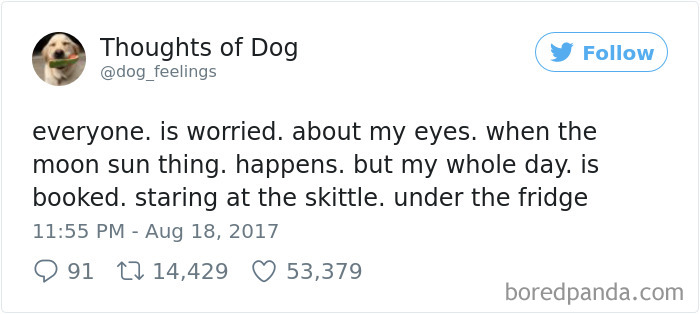 Dog Thoughts