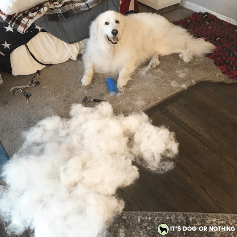 How much does a Great Pyrenees cost? There are a lot of factors, and don't forget about grooming!