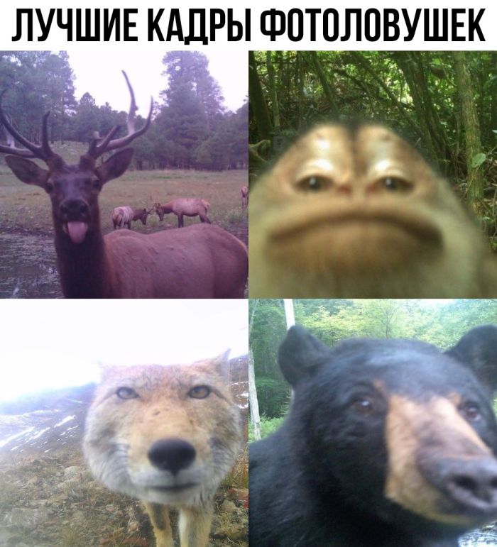 Интернет мемы в пятницу и косточка малины 