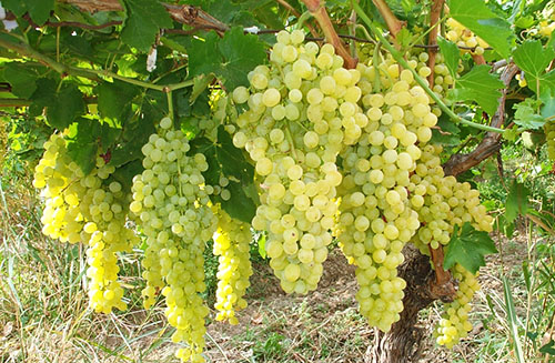 Чем опрыскивать виноград от болезней советы