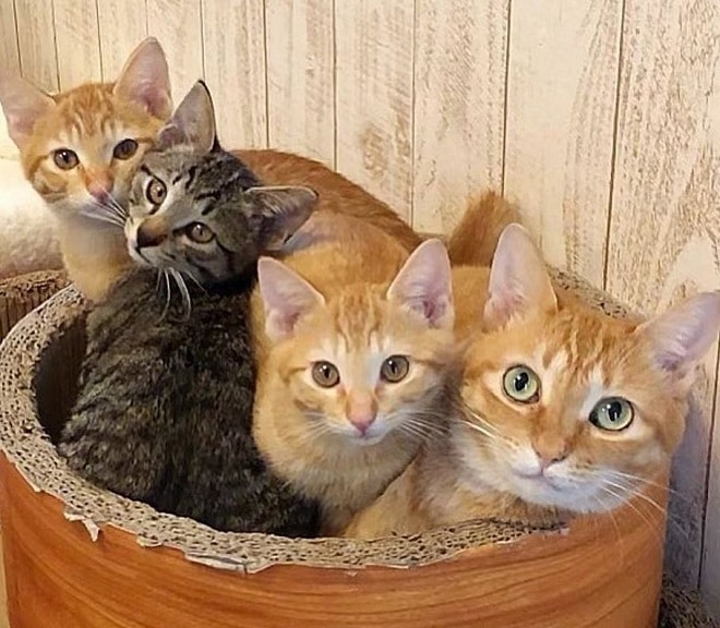 Коты в кроватке