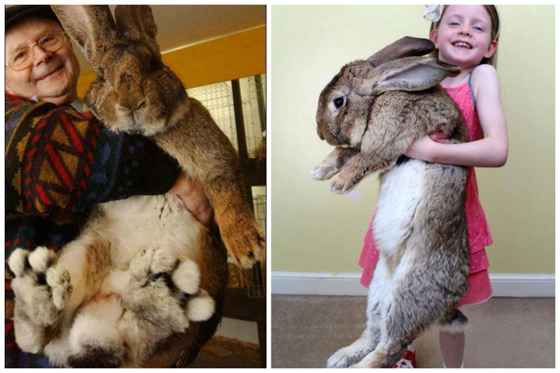 У самки кролика раздвоенная матка. Она может носить два помета одновременно, зачатых в разное время от разных самцов интересное, кролик, опасность, породы, факты