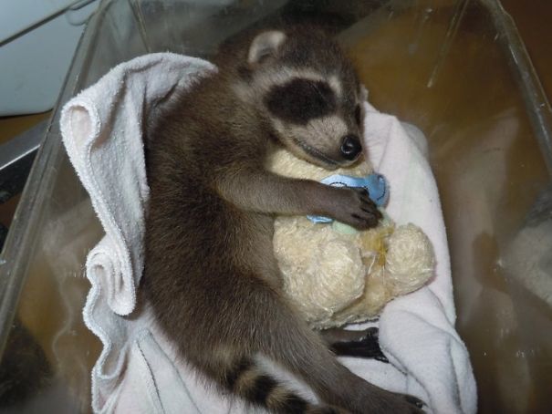 Teddy Bears Are Well-Known Wildlife Rehab Tools