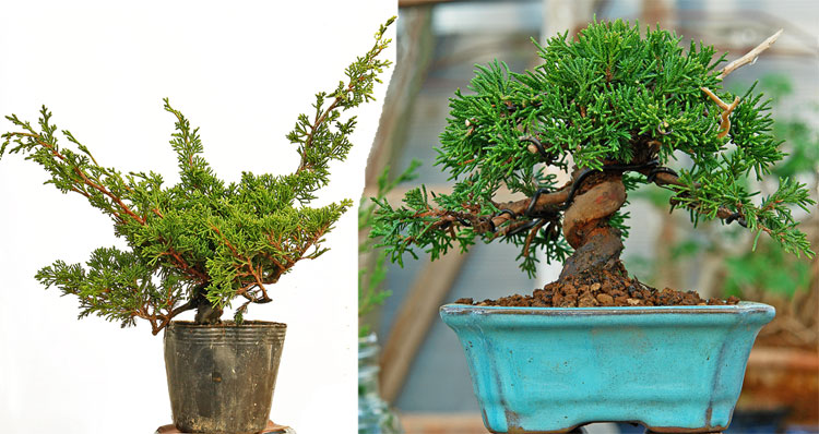 Карликовые деревья для дома: особенности ухода и фото уютных вариантов Карликовые деревья для дома: особенности ухода и фото уютных вариантов идеи для дома,комнатные растения