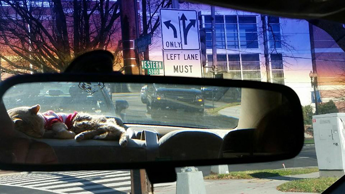 она приютила брошенного 21-летнего кота 