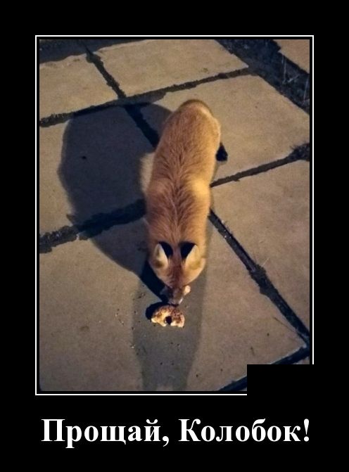 Утренние демотиваторы для поднятия настроения и позитивных эмоций Утренние демотиваторы для поднятия настроения и позитивных эмоций демотиваторы свежие,приколы,смешные демотиваторы,юмор