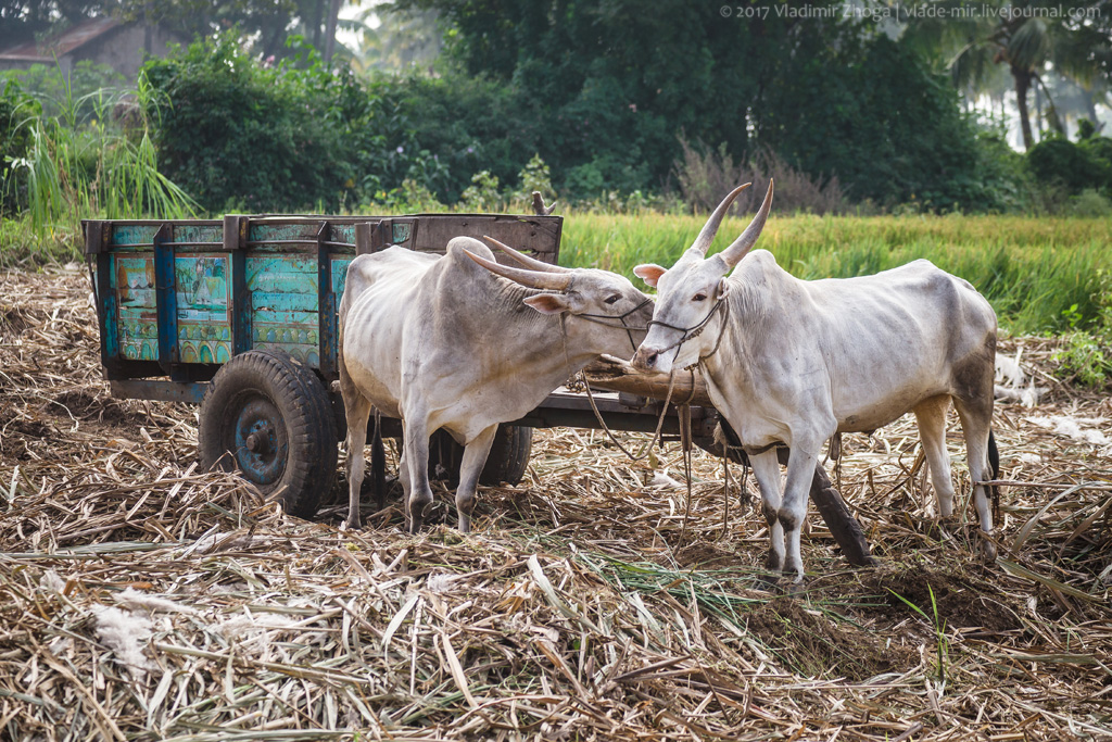 Почему корова священна в Индии?
