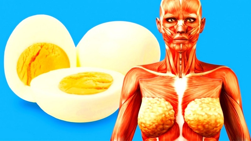 egg white for weight loss