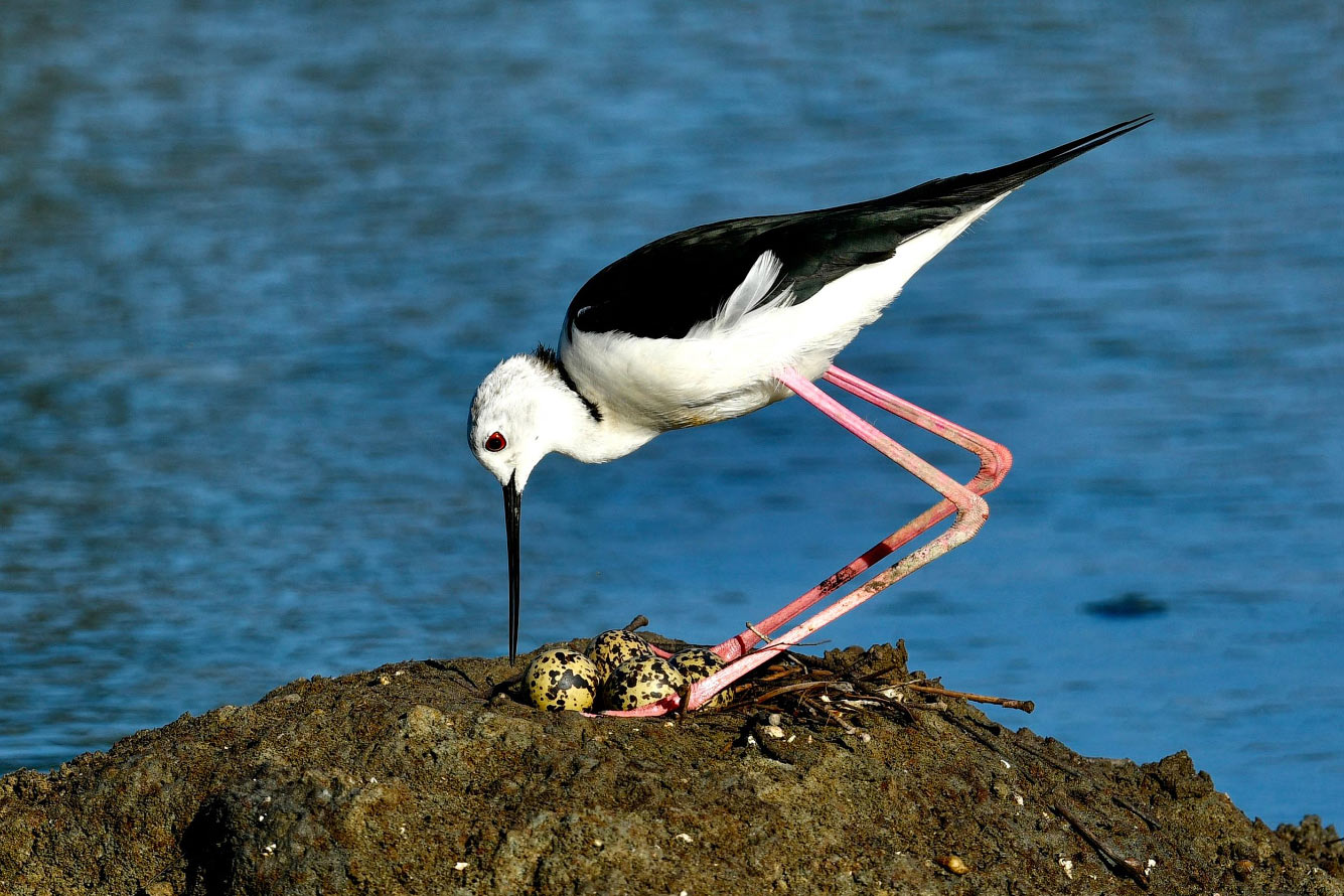 Кто такие птицы природа,Путешествия,фото