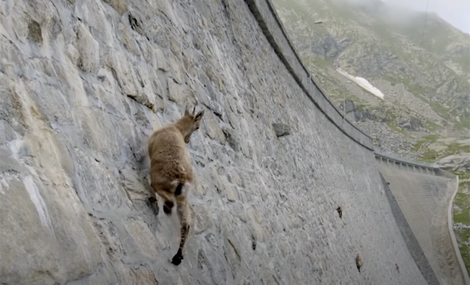 Горные козлы почти нарушили законы гравитации и поднимаются по отвесной стене на сотни метров Культура