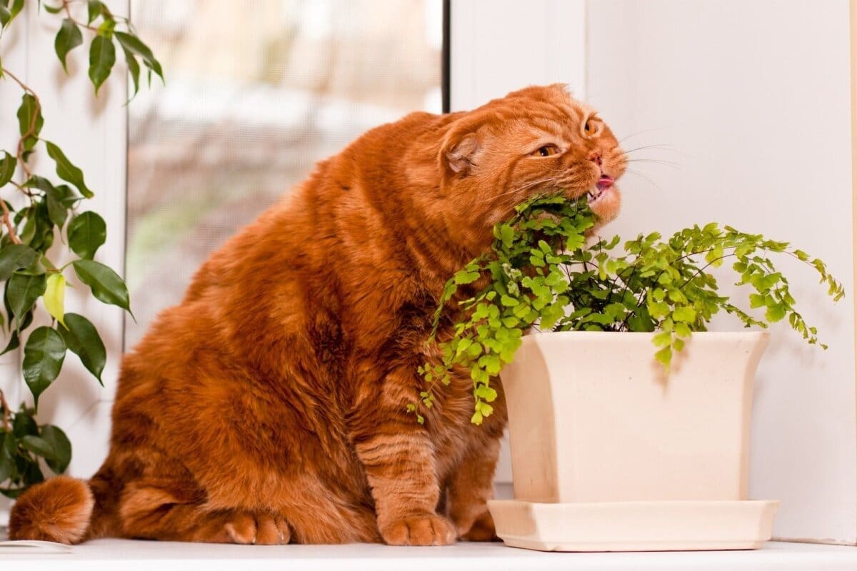Топ-10 опасных растений для домашних животных домашние животные,здоровье,растения