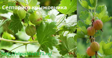Септориоз. Распространённые болезни крыжовника и борьба с ними
