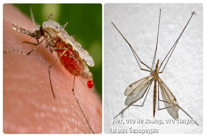 Причина, по которой самки комаров кусают нас, вполне похвальна: они делают это ради своего потомства.