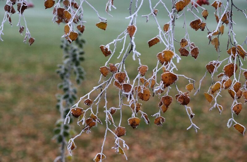 Лесные пейзажи Лесные пейзажи природа,путешествия