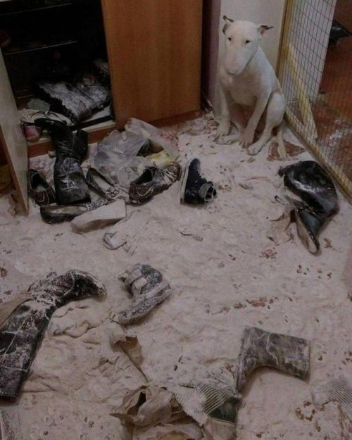 Свежие прикольные картинки Свежие прикольные картинки