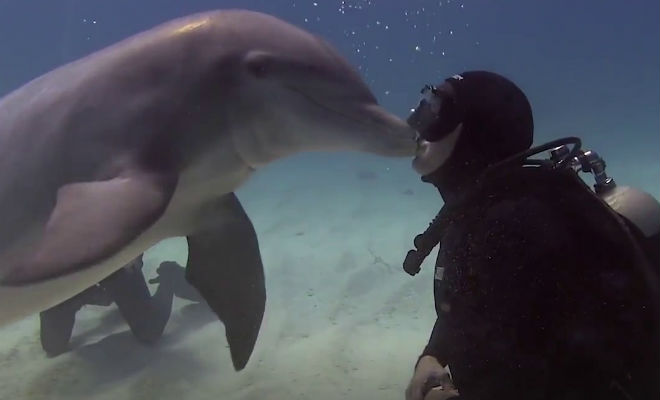 Дельфин толкнул дайвера носом и попросил о помощи: леска рыбаков мешала плыть