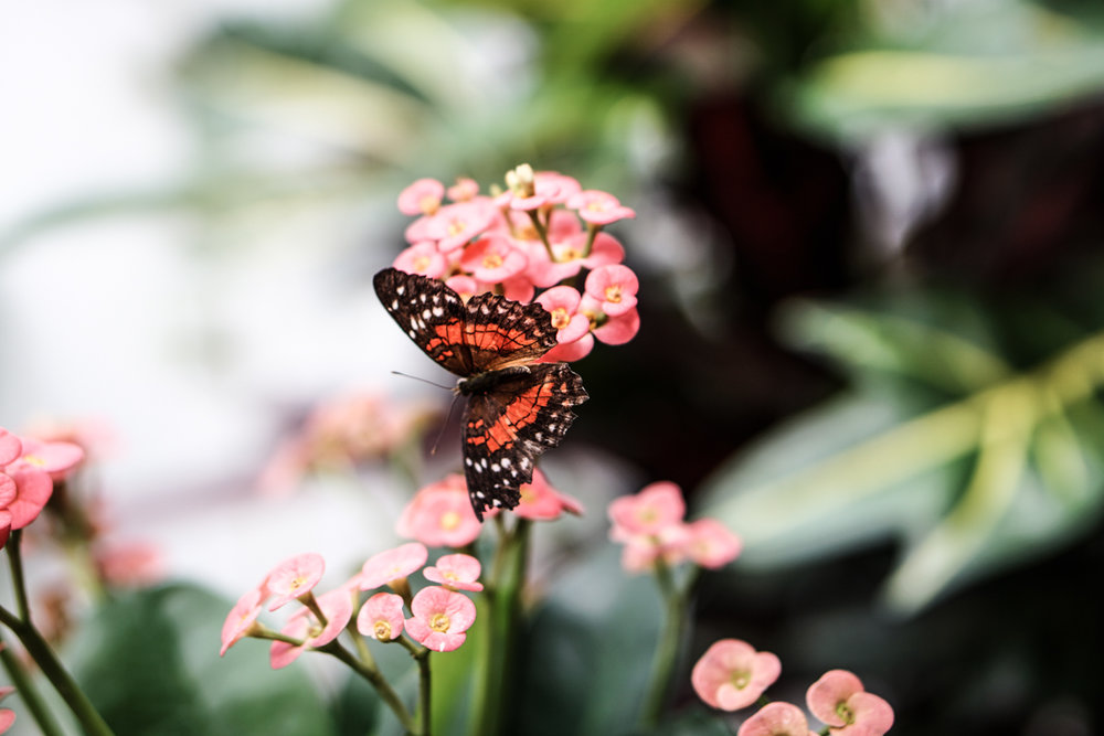 It's a Wrap, August! | SCATTERBRAIN