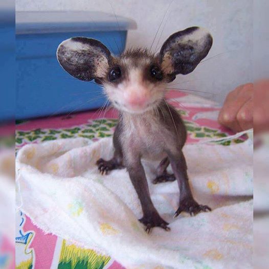 маленький опоссум 